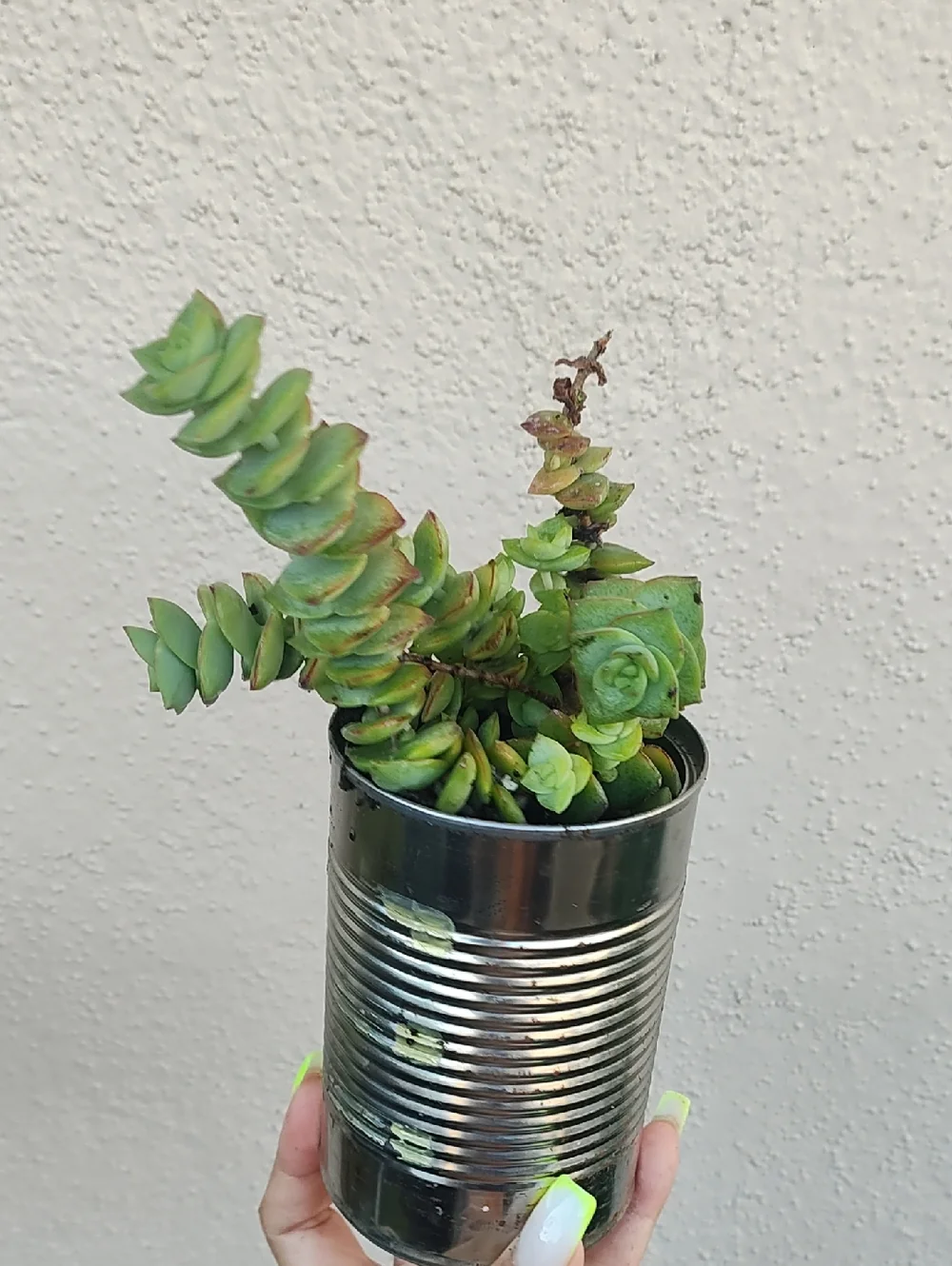 Green Succulent Plant in Silver Tin Planter - Unbranded